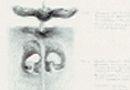 Marie Foley – Seed Vessels Thumbnails