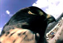 Sean Lynch, Peligran Falcon Filmstill 2008