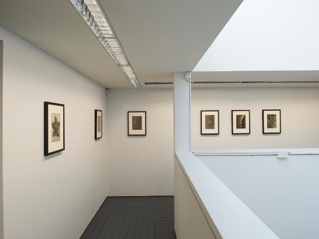 Karl Blossfeldt_LCGA