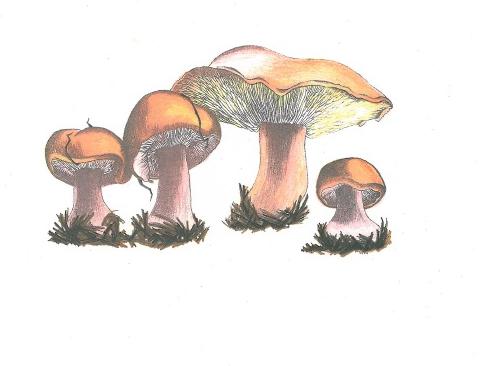 Mushroom Book