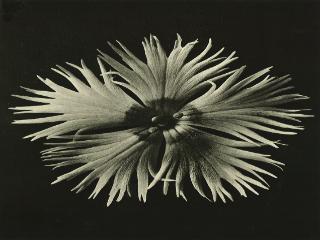 Karl Blossfeldt
